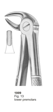  Fig. 13 lower premolars 